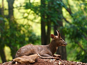趴在树林土堆上的非洲羚羊图片